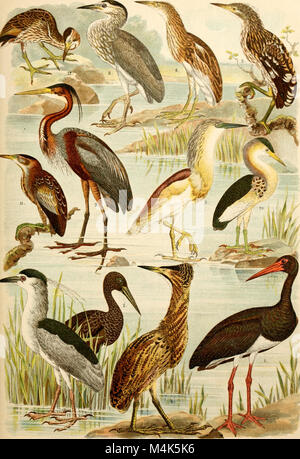 Atlante ornitologico - uccelli europei - con notizie d'indole generale e particolare (1902) (14726542286) Stock Photo