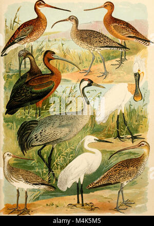 Atlante ornitologico - uccelli europei - con notizie d'indole generale e particolare (1902) (14769405263) Stock Photo