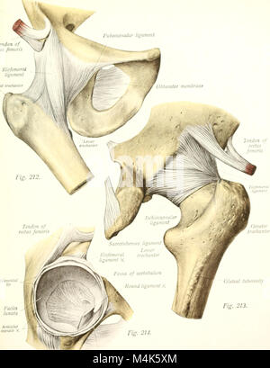 Atlas and text-book of human anatomy (1914-) (20319009186) Stock Photo