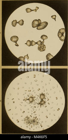 Atlas der physiologischen und pathologischen Harnsedimente (1871) (14757716166) Stock Photo