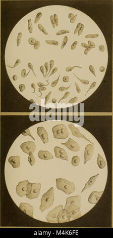 Atlas der physiologischen und pathologischen Harnsedimente (1871) (14777640131) Stock Photo