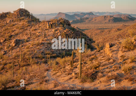 Beautiful view overlooking the Sonoran Desert at sunset during a hike in Saguaro National Park, Sonoran Desert, Arizona, USA Stock Photo