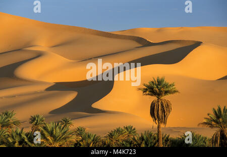 Algeria. Taghit or Tarit. Western Sand Sea. Grand Erg Occidental. Sahara desert. Sand dunes. Sand Sea. Palm trees. Stock Photo