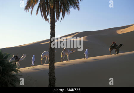 Algeria. Taghit or Tarit. Western Sand Sea. Grand Erg Occidental. Sahara desert. Bedouins walking with camels. Camel train. Sand dunes and palm trees. Stock Photo