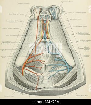 Atlas of applied (topographical) human anatomy for students and practitioners (1906) (20157914819) Stock Photo