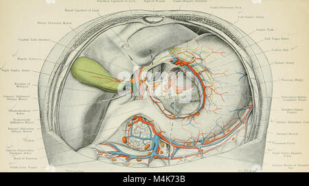 Atlas of applied (topographical) human anatomy for students and practitioners (1906) (20336000832) Stock Photo