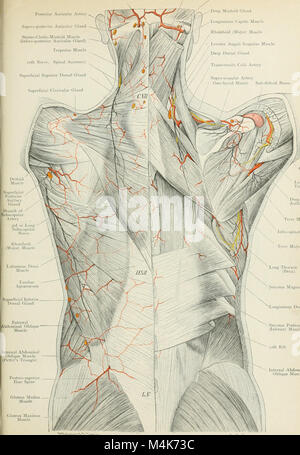 Atlas of applied (topographical) human anatomy for students and practitioners (1906) (20336039412) Stock Photo