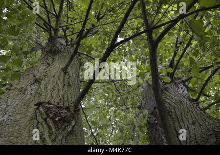 A group of very tall green leafy trees reach for the sky with an amazing view from the ground looking upward Stock Photo