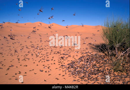 Algeria. Taghit or Tarit. Western Sand Sea. Grand Erg Occidental. Sahara desert. Grasshoppers near bush. Stock Photo