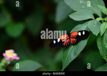 Common Postman Butterfly at rest Stock Photo