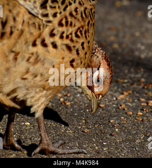 View of female common pheasant, UK Stock Photo