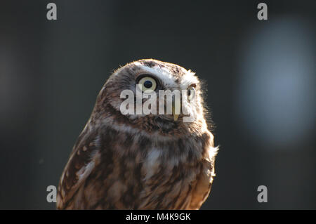 Burrowing Owl face and head view in sunlight Stock Photo