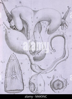 Atti dell'Accademia delle Scienze di Siena, detta dei Fisiocritici (1800) (20353266191) Stock Photo