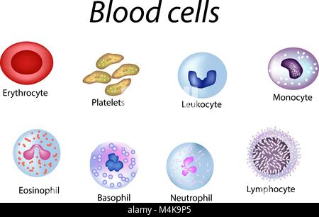 Blood cells Erythrocyte development, red blood cells, leukocytes ...