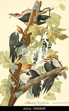 Audubon, the naturalist; a history of his life and time ((c1917)) (19728049073) Stock Photo