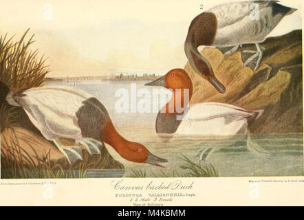Audubon, the naturalist; a history of his life and time ((c1917)) (20161029408) Stock Photo