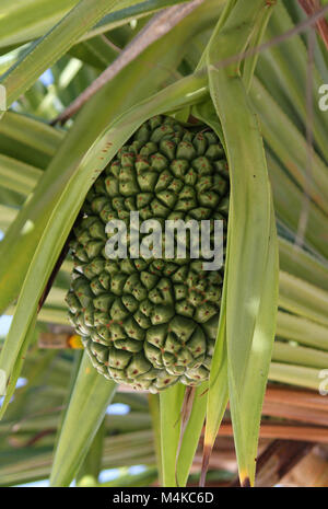 Screw-pine, (Pandanus tectorius or Pandanus odoratissimus), Multiple fruit,  Kiwengwa beach, Zanzibar, Tanzania Stock Photo