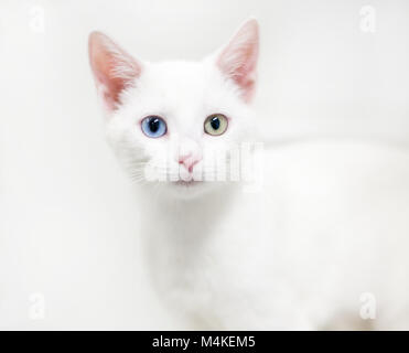 A white domestic shorthair kitten with heterochromia, one blue eye and one yellow eye Stock Photo