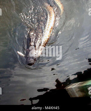 Gator and python[] Stock Photo - Alamy