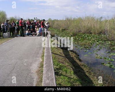 Gator vs Python Stock Photo - Alamy