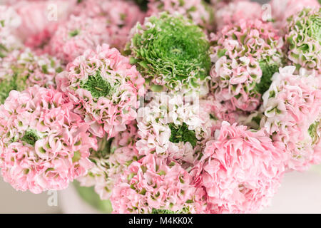 Persian buttercup. lace with many petals. Bunch pale pink ranunculus flowers light background. Wallpaper
