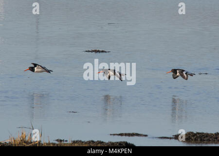 Three oystercatchers (Haematopus ostralegus) flying low over the sea. Birds, Waders. Stock Photo