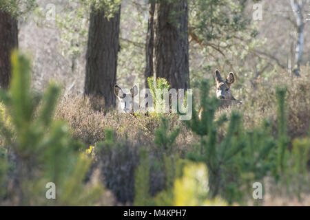 Two female roe deer (Capreolus capreolus) among heather and pine trees at Witley Common, Surrey, UK Stock Photo