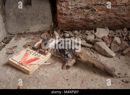 A dead woodrat in a Victor rat trap. Bushy-tailed woodrat, packrat, Neotoma cinerea Stock Photo