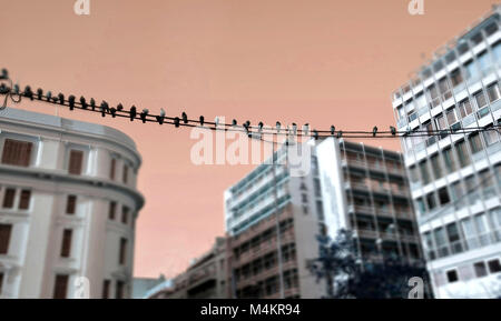 Pigeons sitting on electric wires in a street of the centre of Athens, Greece, purple sky and miniature effect Stock Photo