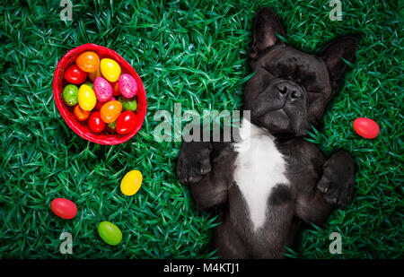 funny  happy french bulldog  easter bunny  dog with a lot of eggs around on grass  and basket , sleeping and resting this season Stock Photo