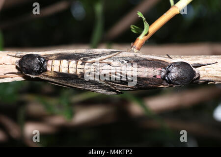 Mosquitoes are insects and live in the water until they hatch and then sting Stock Photo