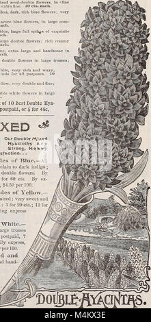 Autumn 1898 new floral guide - bulbs, roses and other beautiful flowers, for winter and spring bloom (1898) (20383630510) Stock Photo