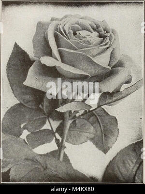 Autumn edition - new guide to rose culture 1921 (1921) (20351311905) Stock Photo