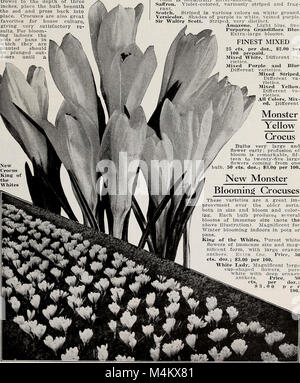 Autumn edition 1920 - our new guide to rose culture (1920) (19728519034) Stock Photo