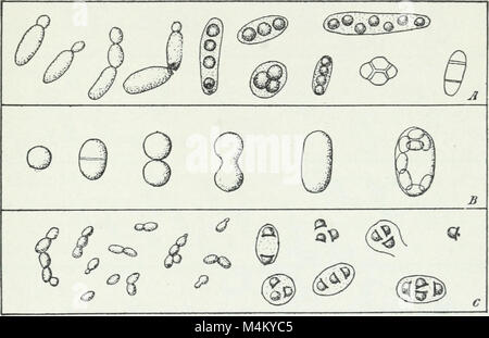 Bacteriological methods in food and drug laboratories, with an introduction to micro-analytical methods (1915) (19731883713) Stock Photo