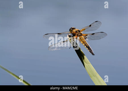 Four-spotted chaser Stock Photo