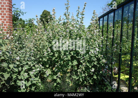 Althaea officinalis, marshmallow Stock Photo