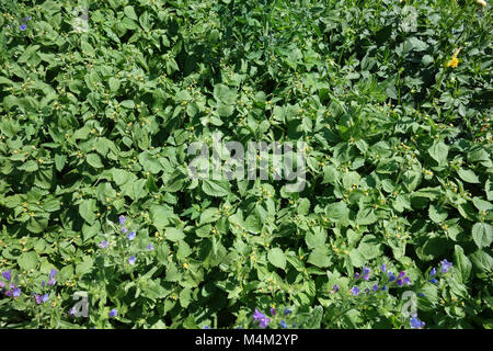 Galinsoga parviflora, gallant soldier