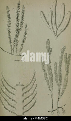 Annals and magazine of natural history - including zoology, botany and geology (1853) (18407261812)