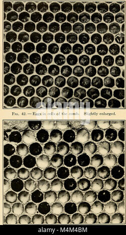 Beekeeping; a discussion of the life of the honeybee and of the production of honey (1915) (20173350318) Stock Photo