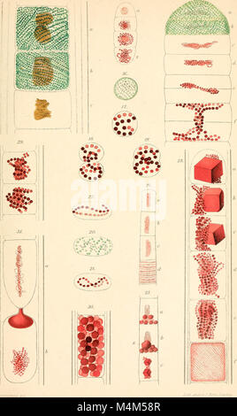 Beitrge zur Biologie der Pflanzen (1870-2006) (19740149124) Stock Photo