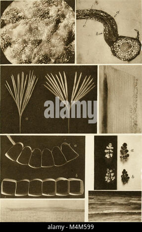 Beitrge zur Biologie der Pflanzen (1870-2006) (19742062613) Stock Photo
