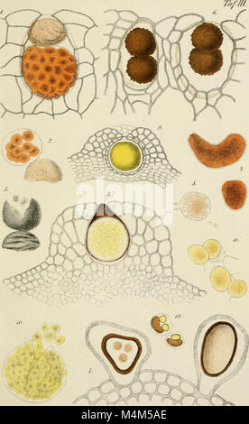 Beitrge zur Biologie der Pflanzen (1870-2006) (20336497906) Stock Photo