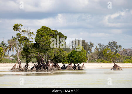 Mangrove trees in coastal wetlands of Mozambique Stock Photo