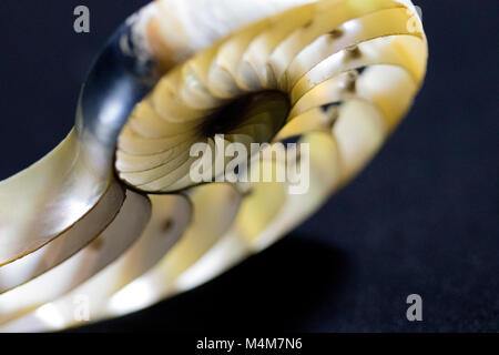 Nautilus shell cross section close up. Macro of the shells inner fractal spiral. Stock Photo