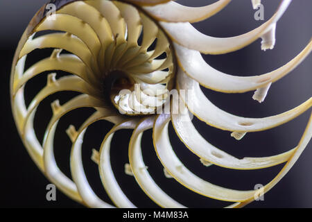 Nautilus shell cross section close up. Macro of the shells inner fractal spiral. Stock Photo