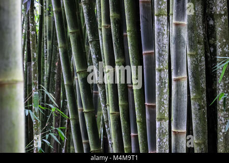 Bamboo forest background, Atlantic forest, Brazil Stock Photo