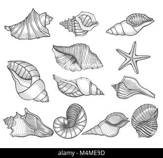 Marine set. Hand drawn vector illustrations - collection of seashells. Perfect for invitations, greeting cards, posters, prints, banners, flyers etc Stock Vector