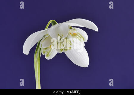 Close-up of a single multi-petal snowdrop against a dark blue background Stock Photo