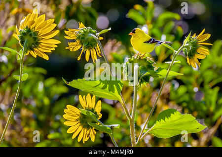 A male American Goldfinch, Spinus tristis, perches on the head of a sunflower, Helianthus, one of its favorite foods. USA. Stock Photo
